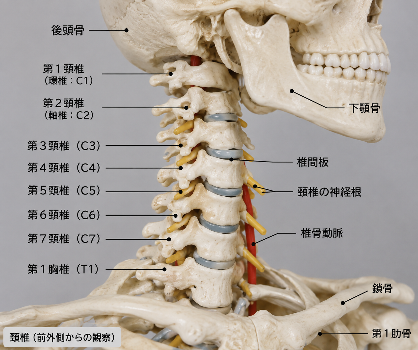 首の痛みの原因と治し方をプロが徹底解説！首の解剖学を千歳市の青葉鍼灸整骨院が解説