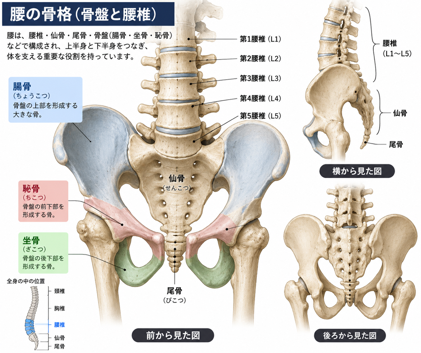 腰痛の解剖を徹底解説｜原因・対処・ストレッチまでわかる整骨院目線の完全ガイド